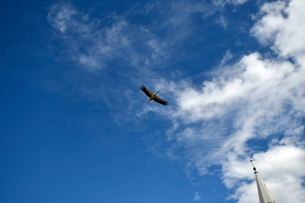Austria, flying stork over the city of Rust on Lake Neusiedl in Burgenland