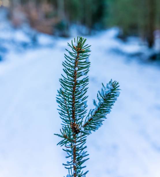 Close-up of a frosted pine branch against a snowy forest background, capturing the essence of winter.