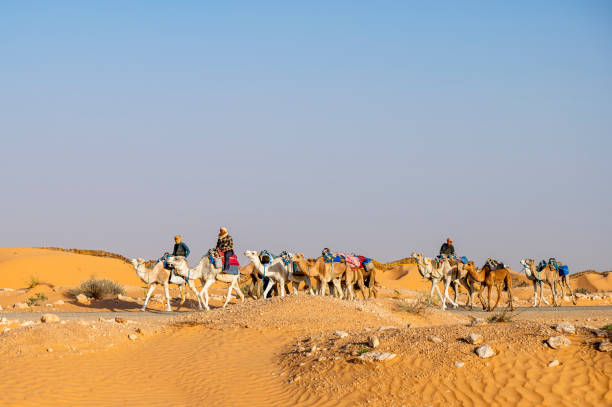 Douz, Kebili Governorate, Tunisia - November 08, 2024: Bedouin caravan in the Sahara.
