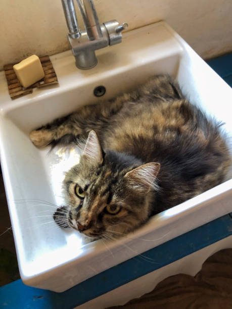 istock Cat laying in a bathroom sink 2186790615