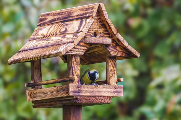 istock Bird on a rustic wooden birdhouse. 2186791322