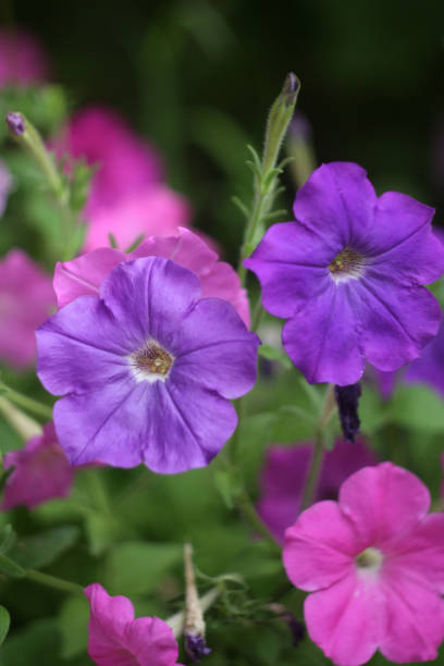 istock beautiful flowers in the garden 2186792482