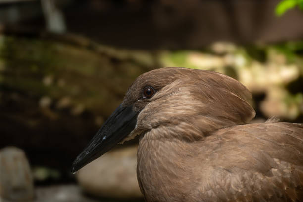 Beautiful hammerkop in afternoon sunlight