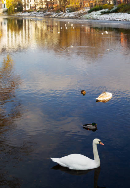 istock swans on river in urban autumn landscape 2186797538