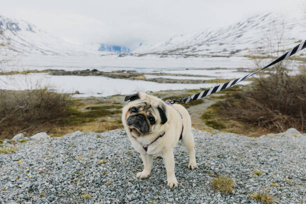 istock Walking in Majestic Winter Wilderness 2186797589