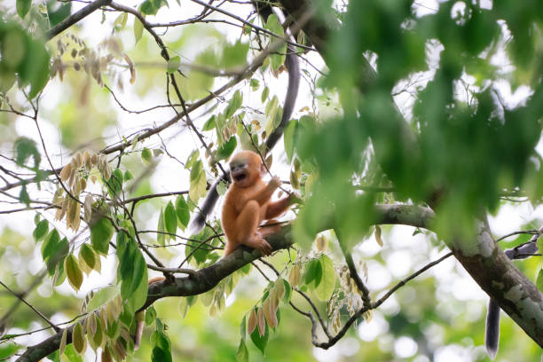 Baby dusky leaf monkey (Trachypithecus obscurus) hanging on a tree branch, showing an open-mouth screaming expression.