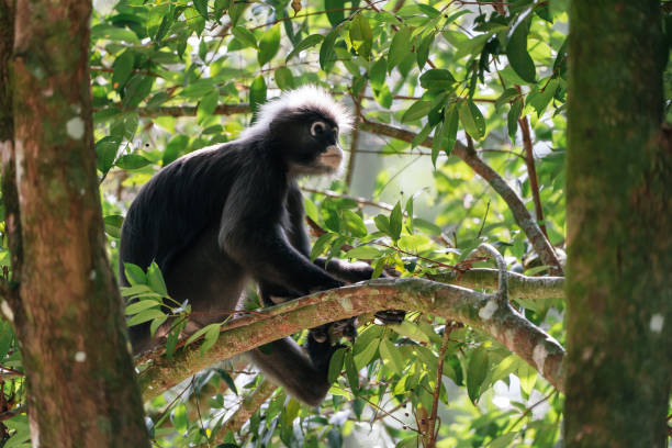 istock Dusky leaf monkey (Trachypithecus obscurus) sitting on tree branch and looking up against a green background. 2186802955