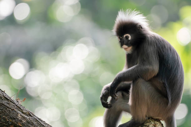 istock Dusky leaf monkey (Trachypithecus obscurus) sitting on tree branch and looking down against a green background. 2186803084