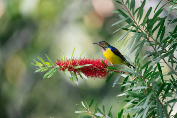 istock Brown-throated sunbird (Anthreptes malacensis) perched on a tree branch near flowers. 2186803120