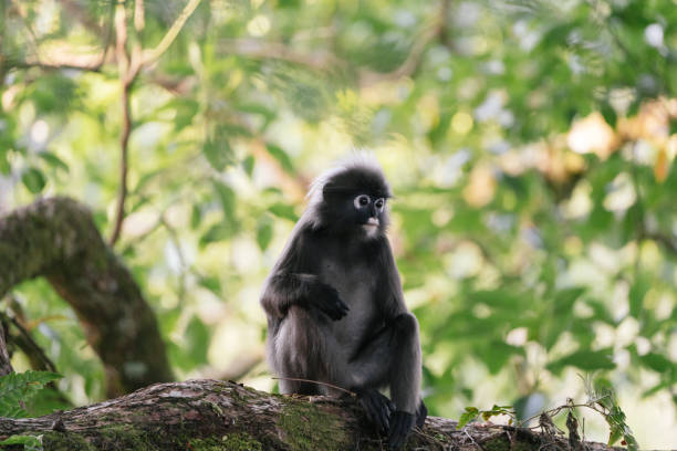 istock Dusky leaf monkey (Trachypithecus obscurus) sitting on tree branch and looking to right against a green background. 2186803122