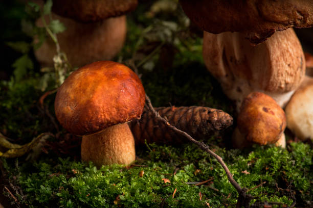 Wild white mushrooms (Boletus edulis) in the forest. Selective focus. Shallow depth of field.