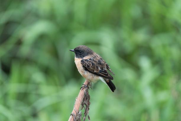 istock Small bird perched on a twig with green background. 2186803905