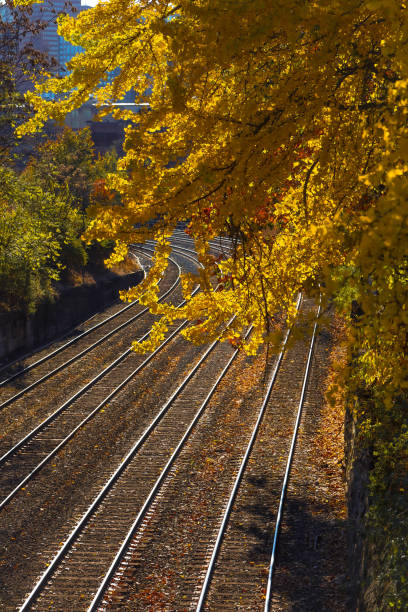 beautiful Ginkgo leaves at fall on tracks