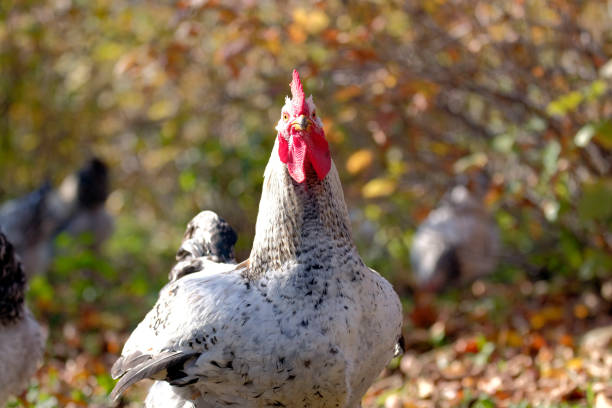 A funny cockerel on a walk is looking directly into the camera. Large poultry. Breeding chickens. Agricultural industry. Chicken meat and eggs for sale. Village life. Animal husbandry. Eco farm