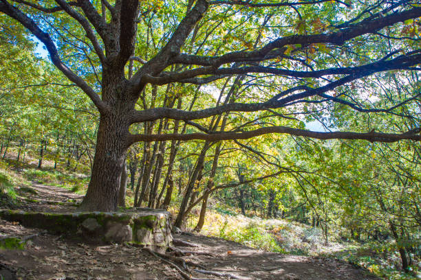 Old chesnut tree at early autumn season. Garganta de los Infiernos Natural Reserve, Caceres, Extremadura, Spain