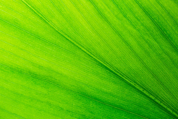istock Macro close up leaf texture,A beautiful fresh green leaf highlighted by the sun. The plant has a beautiful expressive structure. 2186810357