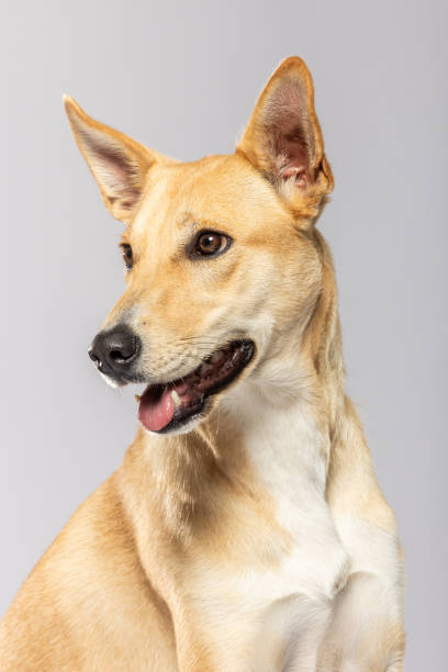 istock Dog with a light coat posed against a neutral background 2186811694