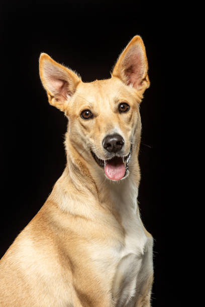 istock Happy dog poses against a dark background in studio setting 2186811723