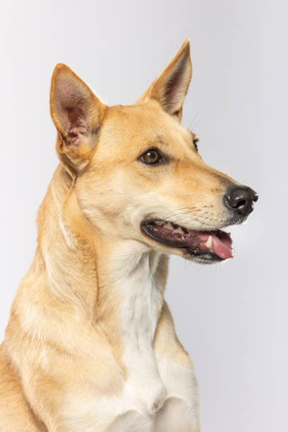 istock Beautiful tan dog with expressive features and alert demeanor 2186811766