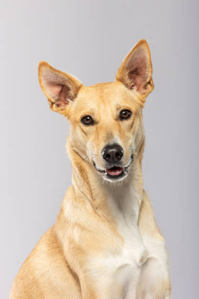 Beautiful dog portrait against a soft gray background