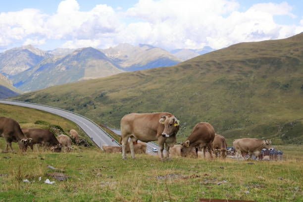 istock cows in the Pyrenees in Andorra 2186812567