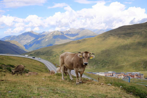 istock cows in the Pyrenees in Andorra 2186812575