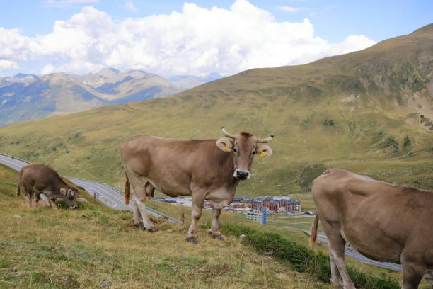 istock cows in the Pyrenees in Andorra 2186812589