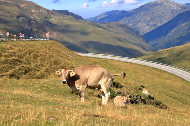 istock cows in the Pyrenees in Andorra 2186812591