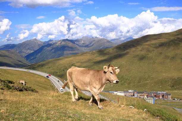 istock cows in the Pyrenees in Andorra 2186812593