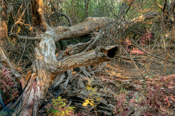 A fallen tree lies amidst a dense thicket, surrounded by dry branches and colorful undergrowth. The sunlight filters through, highlighting the intricate details of the forest floor.  This photograph captures a natural woodland scene's serene yet intricate tapestry, focusing on a large, hollow tree trunk amid a sea of branches and twigs.