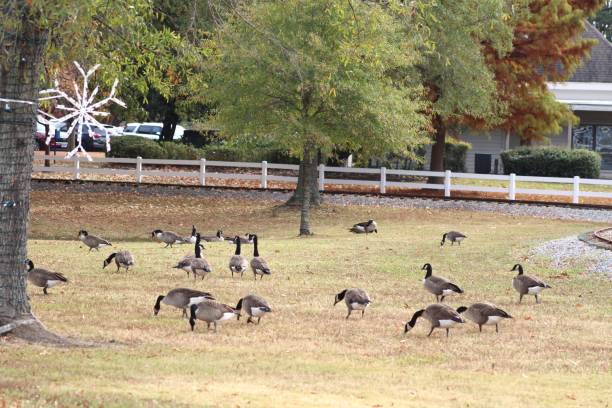 istock Flock of geese roaming freely in a green park setting 2186814535