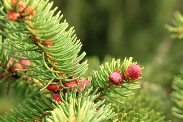 istock blooming red pine cones on the branches of a spruce 2186814643