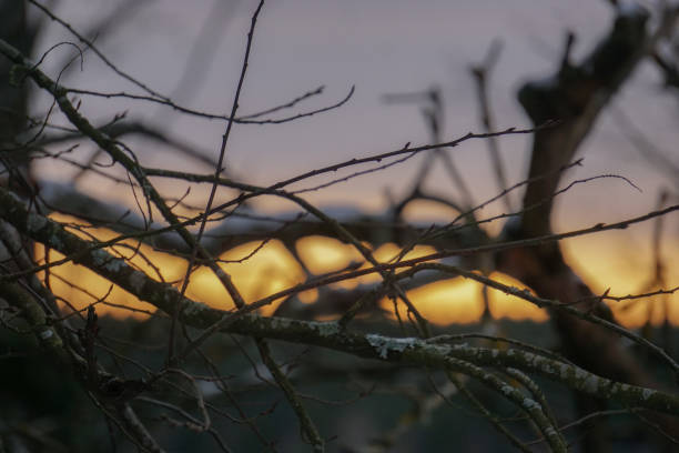 Close up of branch against sunset
