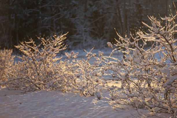Close-up of frost covered grasses against sunset sky. Selective focus and very shallow depth of field.