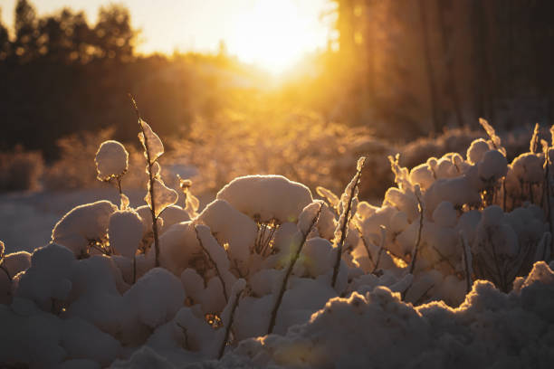 View of snow covered plants