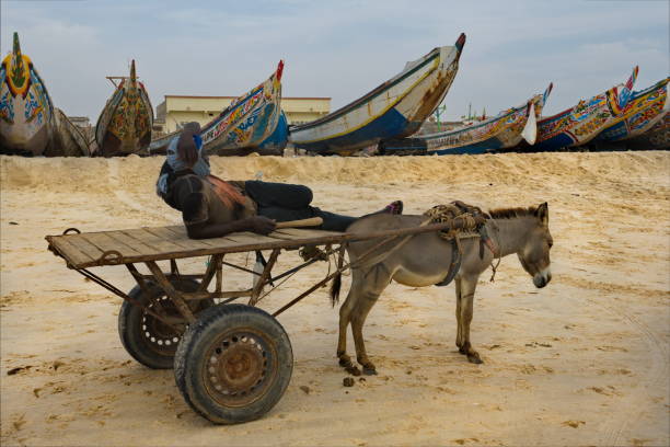 Nouakchott, Mauritania. October 07, 2021. Local fishermen transport sea catch on a donkey cart along the sandy shore of the Atlantic Ocean - the most common form of transport.