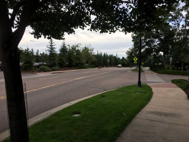 istock Deer Crossing a Suburban Street 2186820928