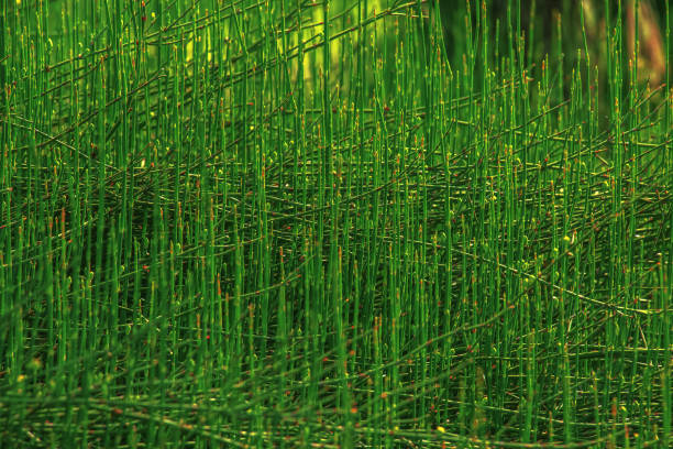 Medicinal plant Equisetum hyemale in spring.