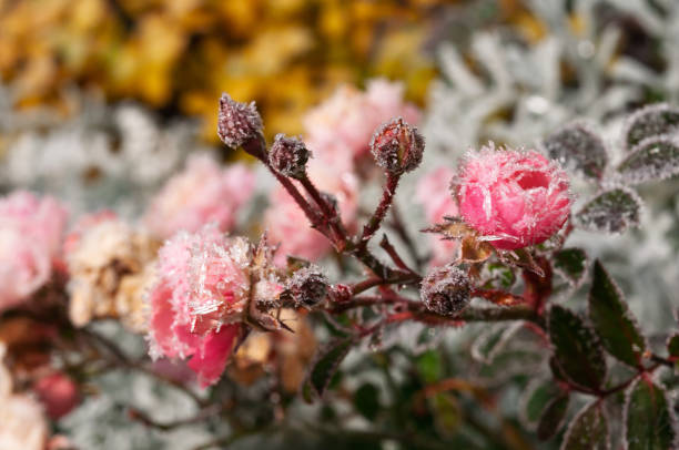 istock Frost-covered pink roses on a cold winter morning in a serene garden setting. 2186822196