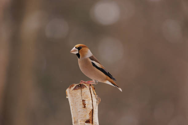 Hawfinch perched on a moss covered branch on a snowy day in winter