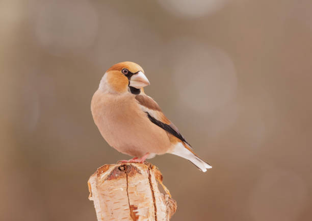 istock hawfinch perched on a birch tree on a snowy day in winter 2186823793
