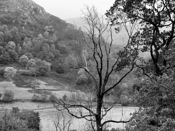 A bare tree in autumn at Ambleside in the Lake District National Park