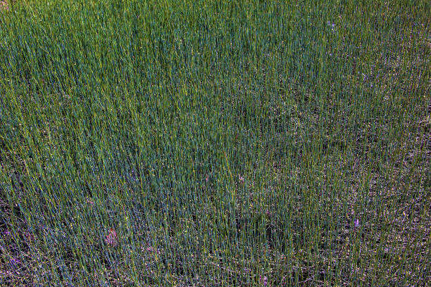 Medicinal plant Ephedra intermedia in spring.