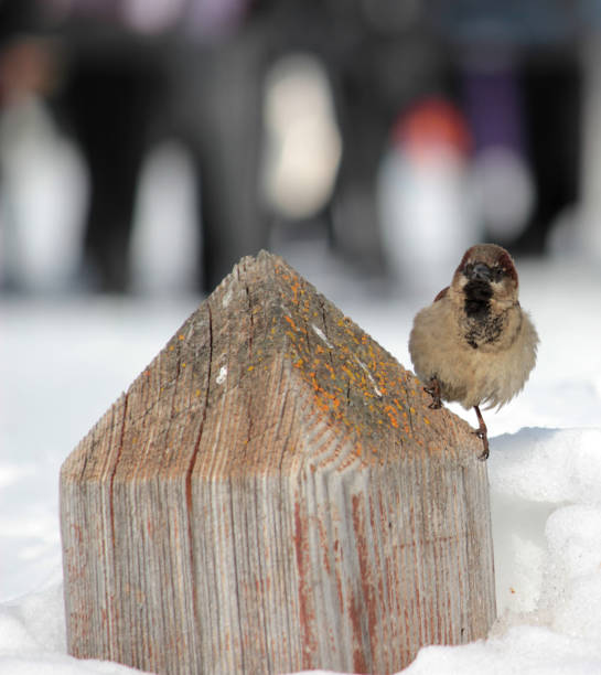 Little bird on the wood