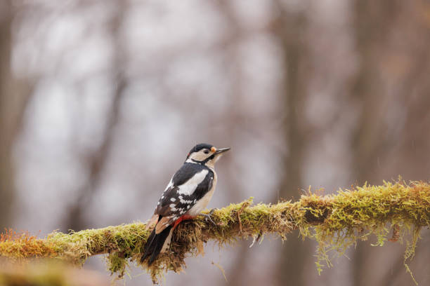 Greater spotted woodpecker on moss covered branch in winter