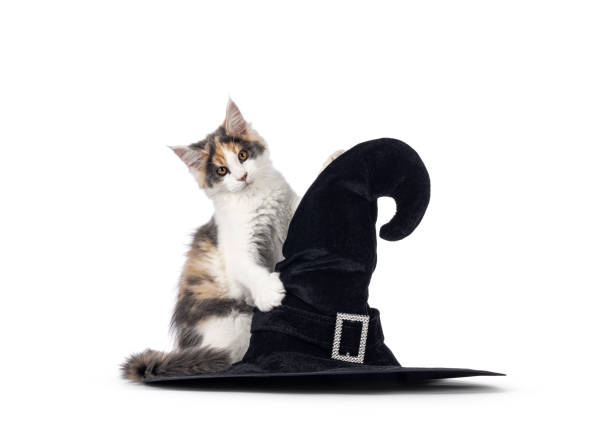 A charming tabby cat wearing a soft bunny-ear costume, looking up with a curious and expressive face. Photographed indoors with warm lighting and shallow depth of field. Perfect for themes such as pets, cute animals, seasonal imagery, costumes, and home life.