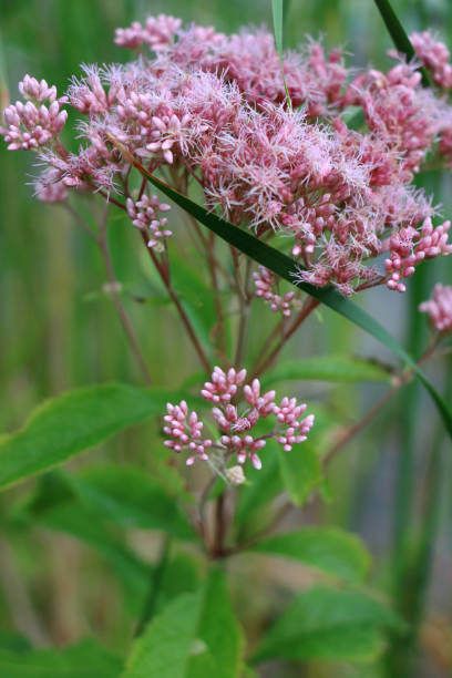 istock Vibrant Joe-Pye Weed in Bloom 2186826857