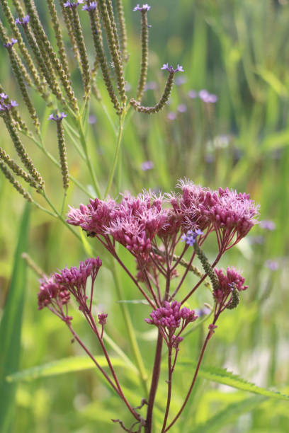 The pinkish-purple flowers of the Joe-Pye weed bloom in delicate clusters, standing tall on slender stems. Their soft, feathery texture contrasts beautifully with the blurred green background, creating a peaceful natural scene. las flores de color púrpura rosado de la hierba joe-pye florecen en delicados racimos, erguidas sobre tallos delgados. su textura suave y plumosa contrasta maravillosamente con el fondo verde borroso, creando una escena natural y pacífica.