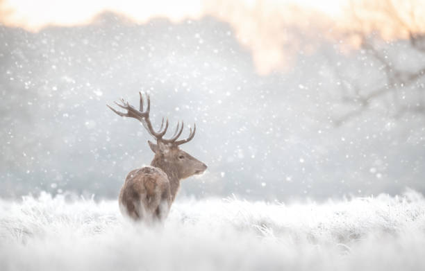 istock Red deer stag in the falling snow in winter 2186828061