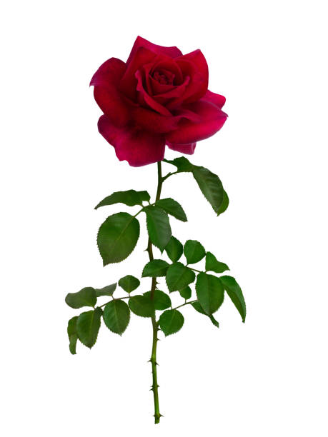 istock Dark red rose with green leaves isolated on white 2186828211